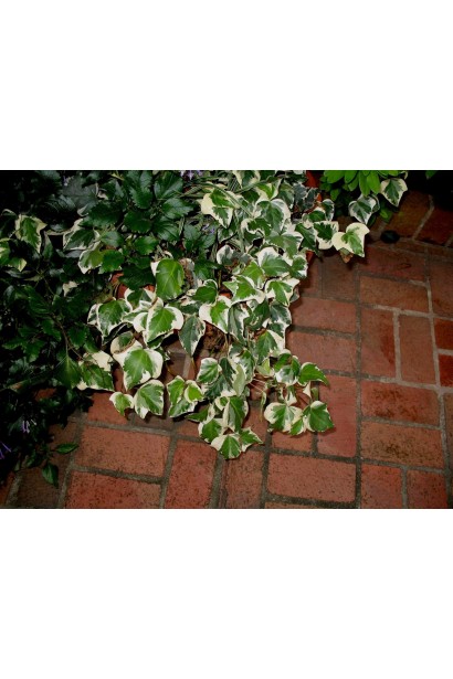 В’юнка декоративна рослина